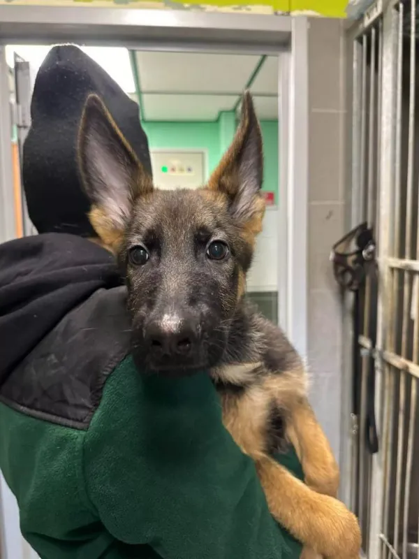 Pies do adopcji, Warszawa, 27 grudnia 2023 (2/5)