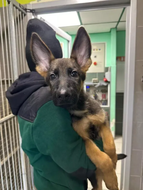 Pies do adopcji, Warszawa, 27 grudnia 2023 (3/5)