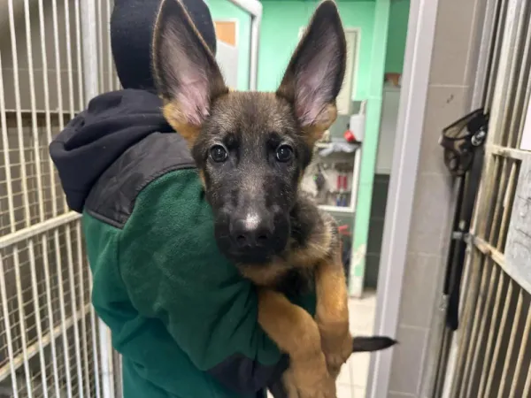 Pies do adopcji, Warszawa, 27 grudnia 2023 (4/5)