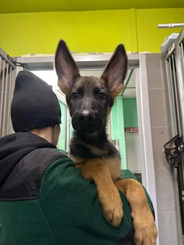 Pies do adopcji, Warszawa, 27 grudnia 2023 (5/5)