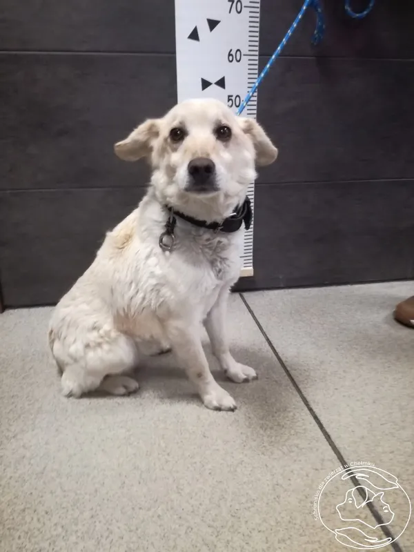 Znaleziono psa, Chełmek, 31 grudnia 2023