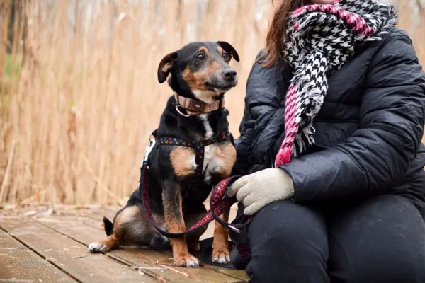 Znaleziono psa, Sosnowiec, 30 grudnia 2023 (2/2)