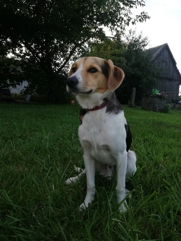 Zaginął pies, Ostrów Mazowiecka, 2 stycznia 2024 (1/2)