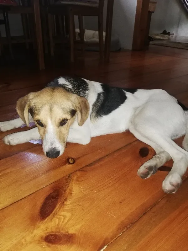 Zaginął pies, Ostrów Mazowiecka, 2 stycznia 2024 (2/2)