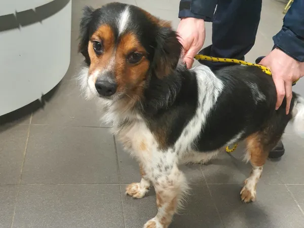 Znaleziono psa, Bydgoszcz, 1 stycznia 2024