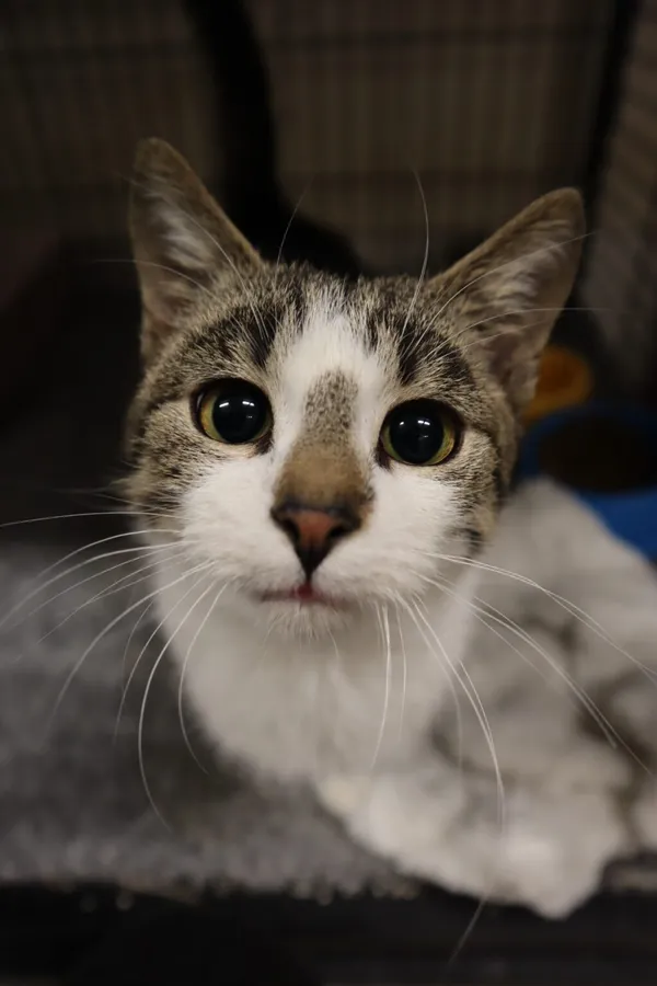 Kot do adopcji, Częstochowa, 24 października 2023 (1/2)