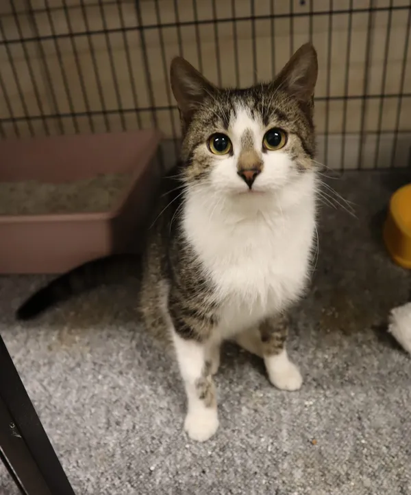 Kot do adopcji, Częstochowa, 24 października 2023 (2/2)