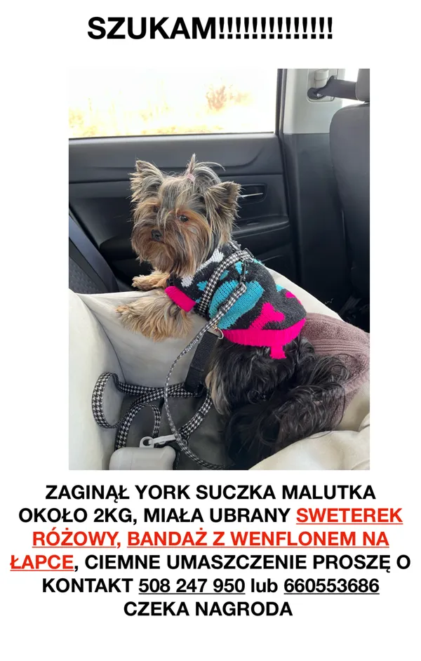 Zaginął pies, Gdynia, Działki Leśne, 3 stycznia 2024