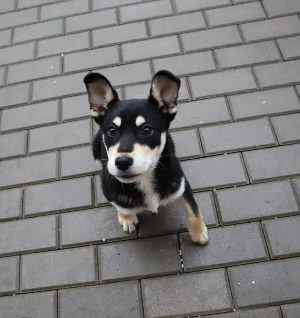 Pies do adopcji, Częstochowa, 28 listopada 2023 (1/2)