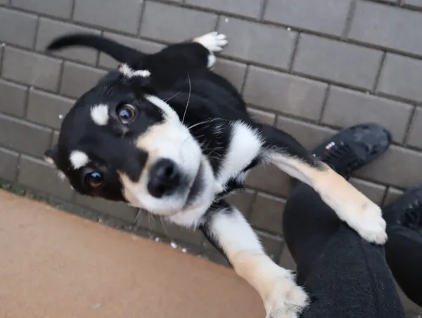 Pies do adopcji, Częstochowa, 28 listopada 2023 (2/2)