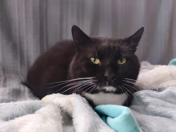 Znaleziono kota, Chojnice, 2 stycznia 2024 (1/4)