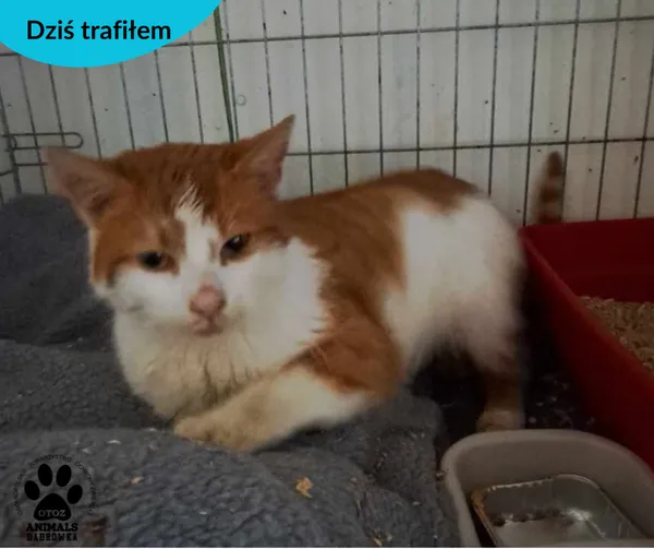 Znaleziono kota, Dąbrówka, 26 grudnia 2023