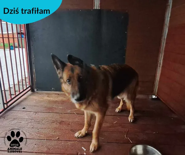 Znaleziono psa, Dąbrówka, 15 grudnia 2023