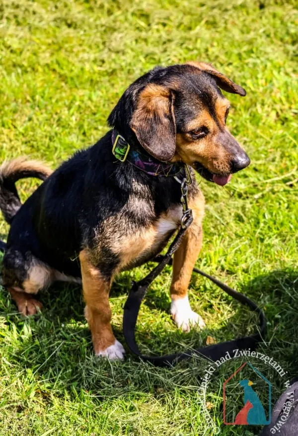 Pies do adopcji, Węgrowo, 29 grudnia 2023 (2/5)