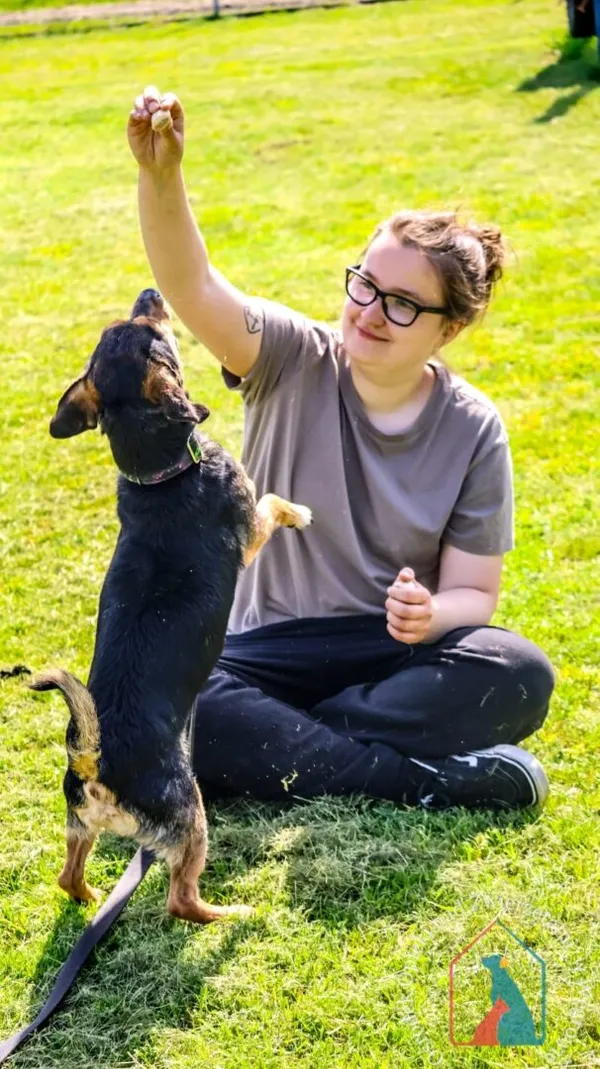 Pies do adopcji, Węgrowo, 29 grudnia 2023 (3/5)