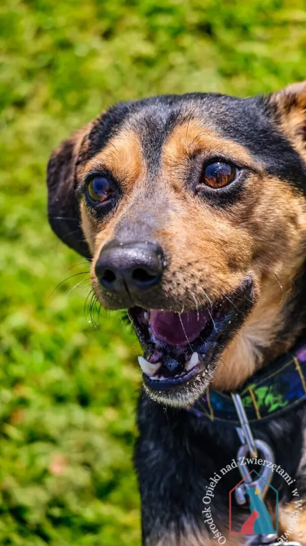 Pies do adopcji, Węgrowo, 29 grudnia 2023 (4/5)