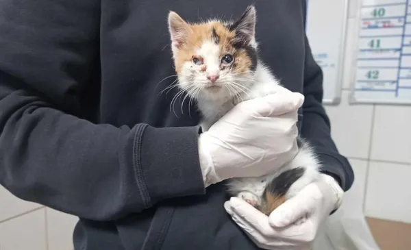 Znaleziono kota, Toruń, 31 grudnia 2023