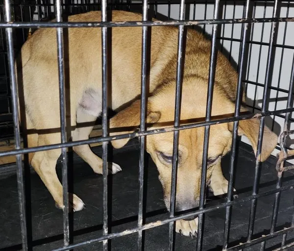 Znaleziono psa, Radom, 31 grudnia 2023