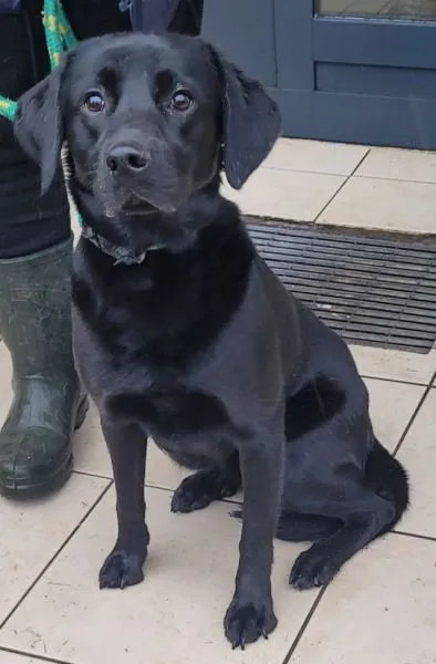 Znaleziono psa, Radom, 30 grudnia 2023