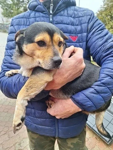 Pies do adopcji, Orzechowce, 3 stycznia 2024