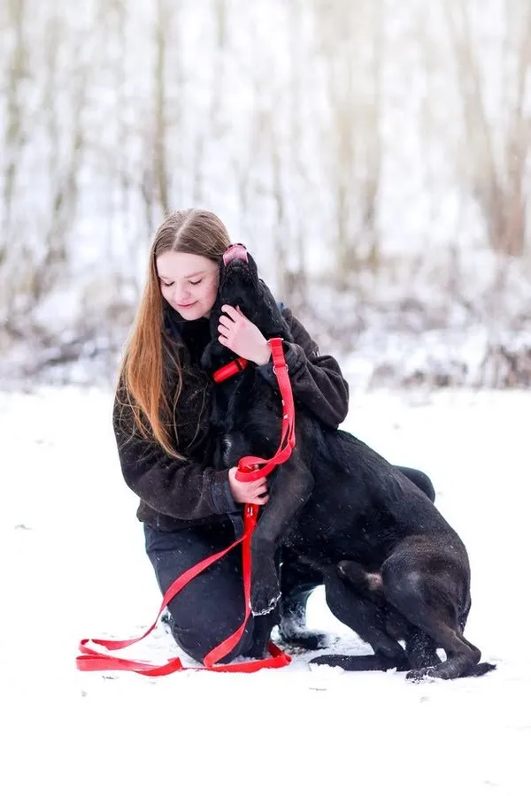 Pies do adopcji, Elbląg, 17 grudnia 2023 (2/5)