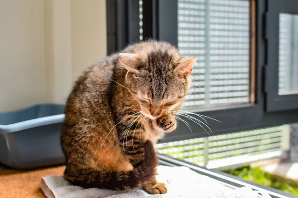 Kot do adopcji, Radom, 14 lipca 2024 (2/5)