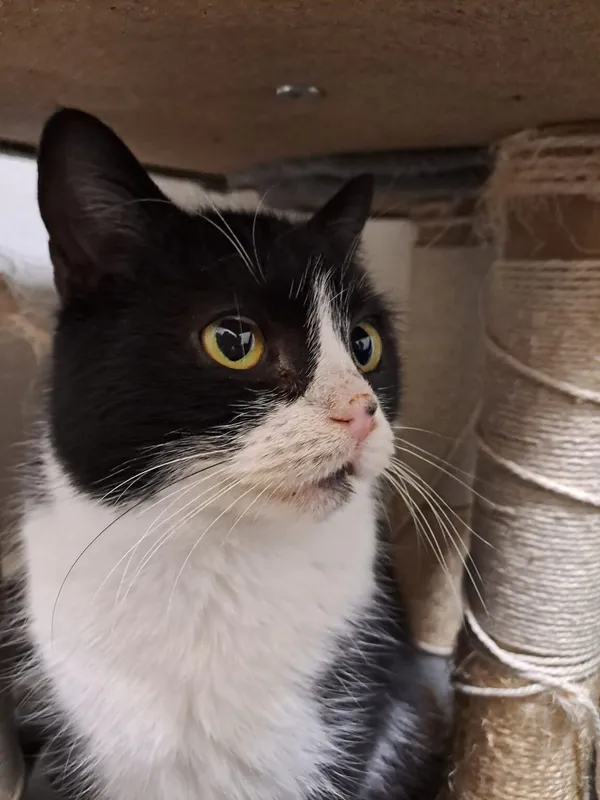 Kot do adopcji, Radom, 5 września 2025 (5/5)