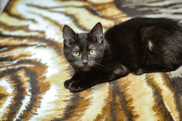 Kot do adopcji, Radom, 18 lutego 2024 (5/5)