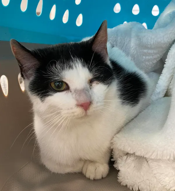 Znaleziono kota, Olsztyn, 3 stycznia 2024