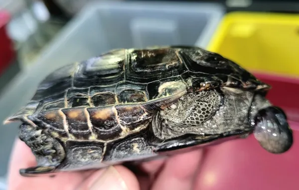 Znaleziono zwierzę, Lublin, 3 stycznia 2024