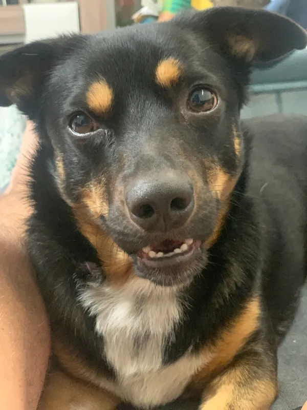 Zaginął pies, Złotniki Wielkie, 4 stycznia 2024 (3/5)