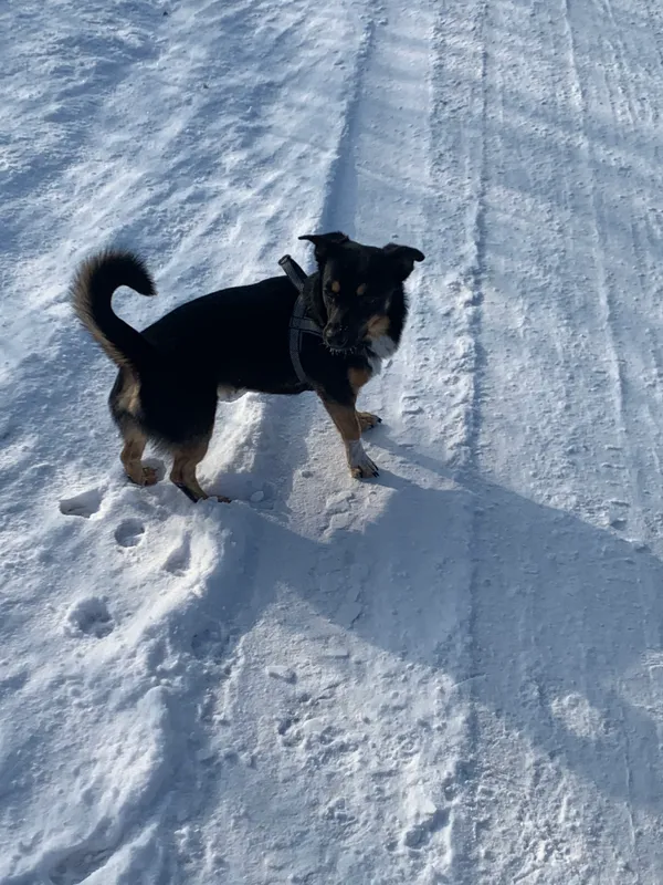 Zaginął pies, Złotniki Wielkie, 4 stycznia 2024 (4/5)