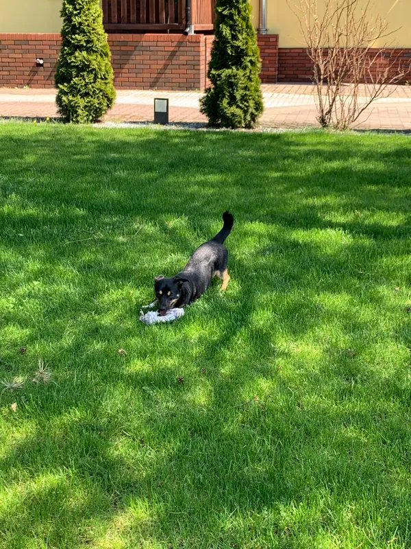 Zaginął pies, Złotniki Wielkie, 4 stycznia 2024 (5/5)