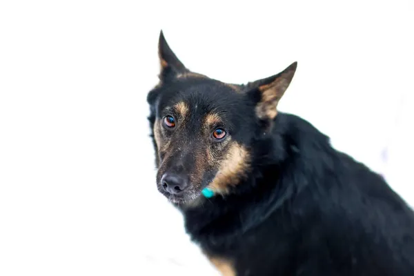 Pies do adopcji, Elbląg, 15 grudnia 2023 (3/5)