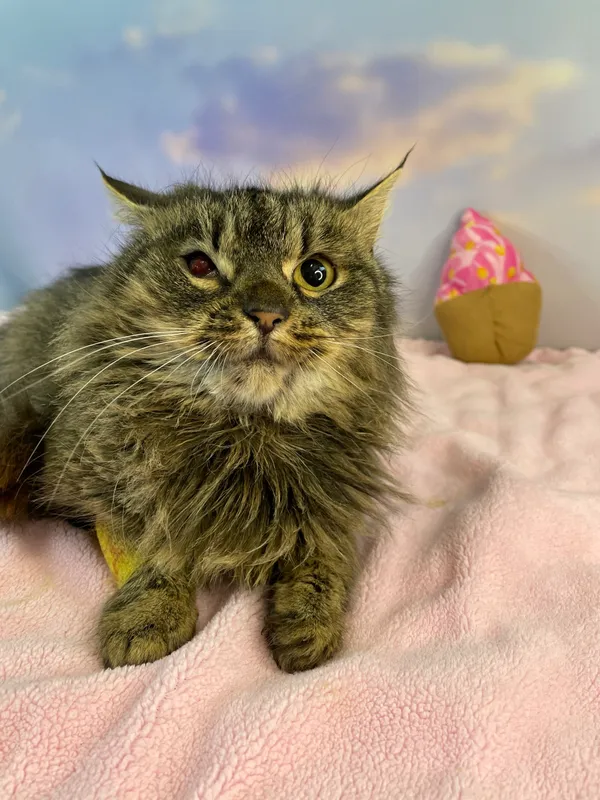 Kot do adopcji, Kielce, 3 stycznia 2024