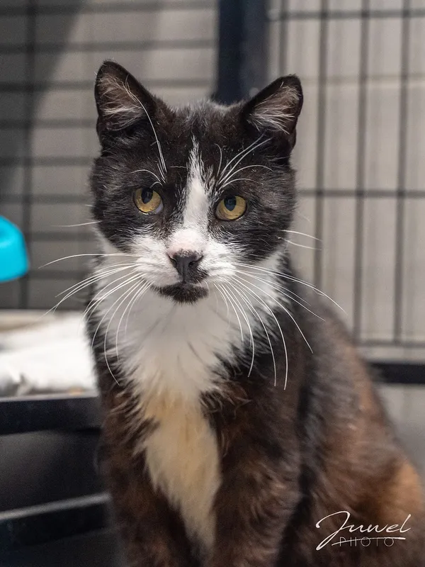 Kot do adopcji, Sopot, 4 stycznia 2024 (1/5)