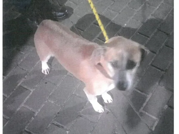 Znaleziono psa, Bydgoszcz, 1 stycznia 2024