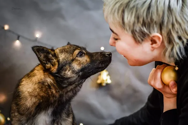 Pies do adopcji, Radom, 4 stycznia 2024 (4/5)