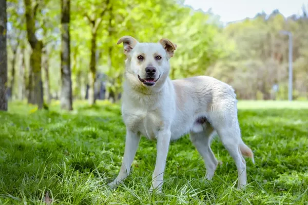 Pies do adopcji, Radom, 14 lipca 2024 (1/5)