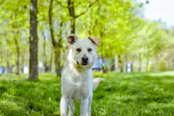 Pies do adopcji, Radom, 14 lipca 2024 (2/5)