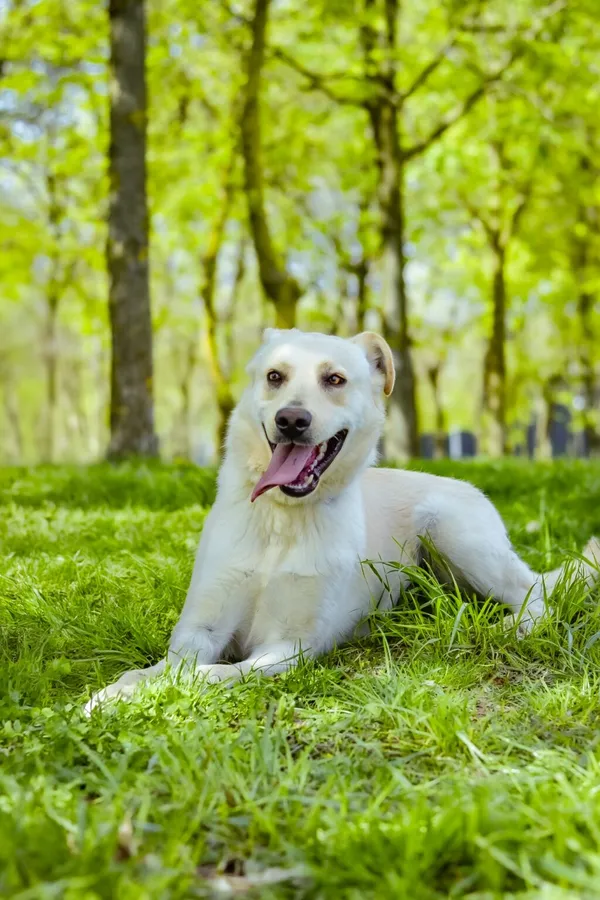 Pies do adopcji, Radom, 14 lipca 2024 (3/5)