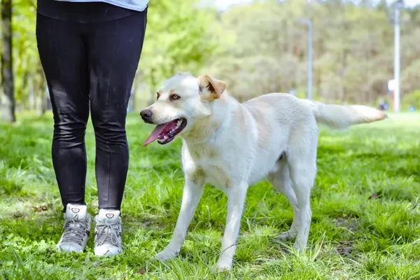 Pies do adopcji, Radom, 14 lipca 2024 (4/5)