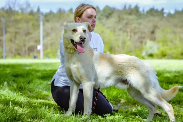 Pies do adopcji, Radom, 14 lipca 2024 (5/5)