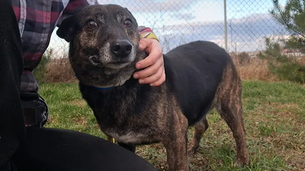 Pies do adopcji, Tatary, 18 sierpnia 2015 (1/2)