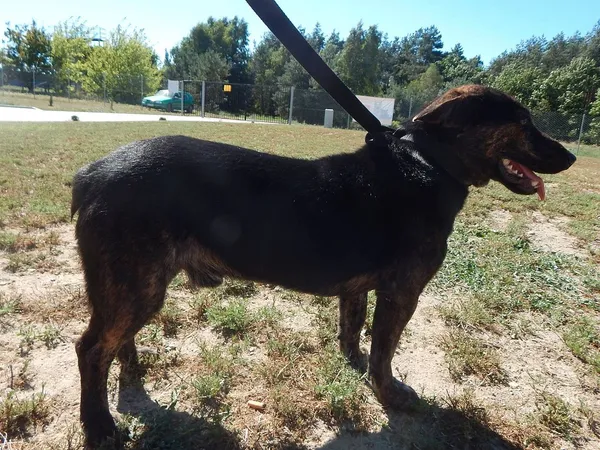 Pies do adopcji, Tatary, 18 sierpnia 2015 (2/2)