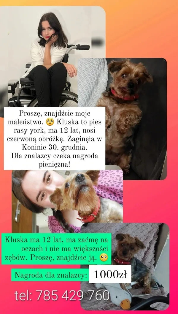 Zaginął pies, Łódź, 5 stycznia 2024
