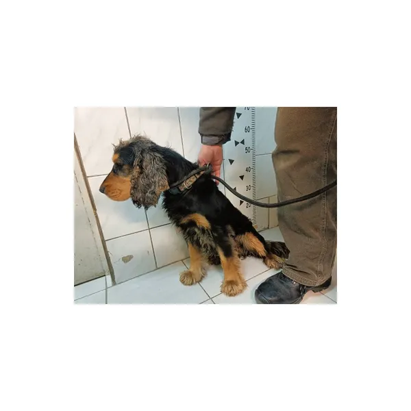 Znaleziono psa, Białystok, 5 stycznia 2024