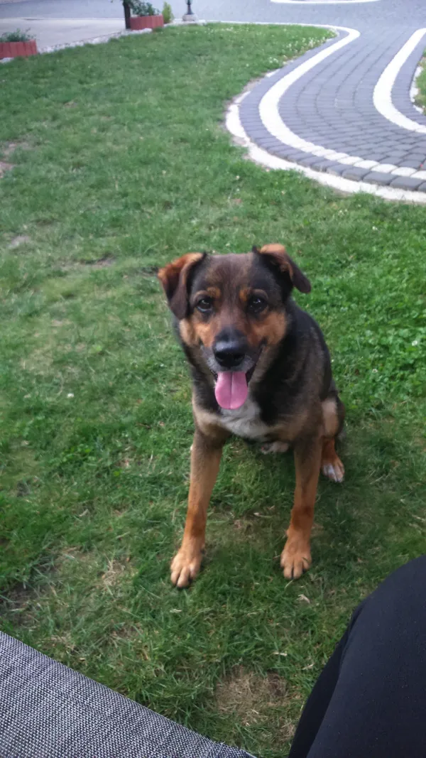 Zaginął pies, Staniszcze Małe, 6 stycznia 2024 (2/2)