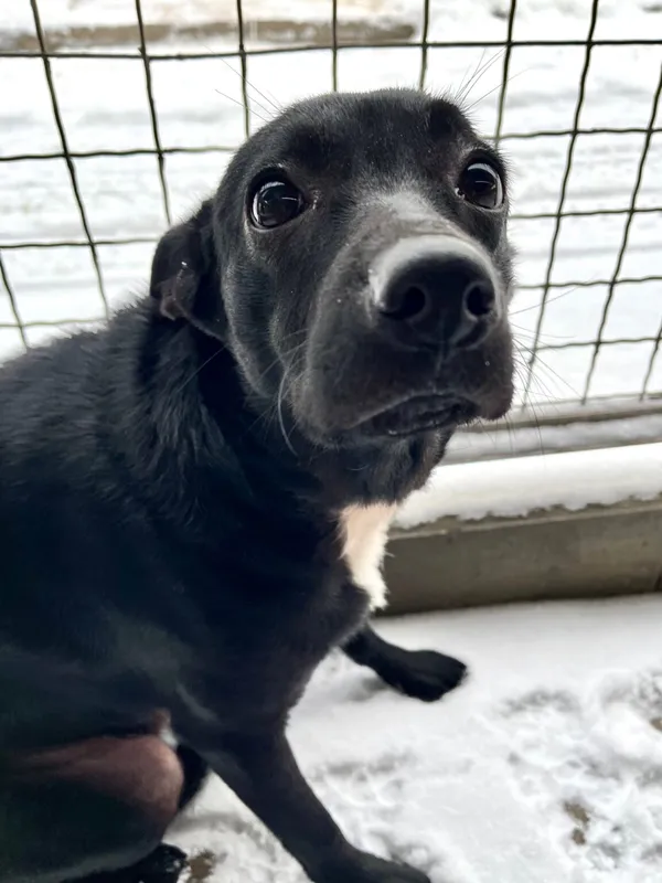 Znaleziono psa, Gdańsk, 5 stycznia 2024