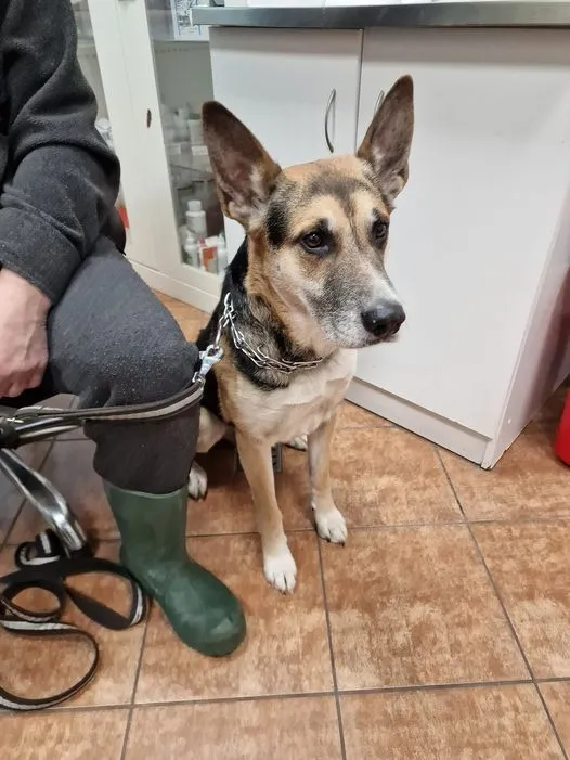 Znaleziono psa, gmina Dobra (Szczecińska), 5 stycznia 2024